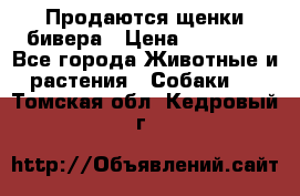 Продаются щенки бивера › Цена ­ 25 000 - Все города Животные и растения » Собаки   . Томская обл.,Кедровый г.